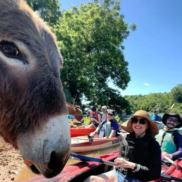 Cole Watkins Tours, Martinez, GA: close-up of a donkey/mule's face beside a river kayaking group; a smiling woman in sunhat and sunglasses paddles a kayak with other paddlers and kayaks visible on the water behind